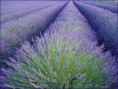 lavandula offiicinalis ( Lavanta )